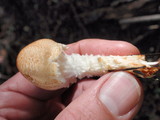 Lepiota magnispora image