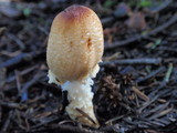 Lepiota magnispora image