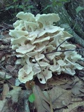 Polyporus umbellatus image
