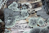 Dimelaena oreina image
