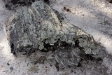 Dimelaena oreina image