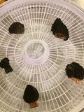 Morchella importuna image