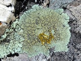 Lecanora muralis image