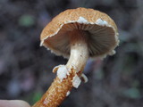 Cystoderma amianthinum image