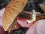 Cystoderma amianthinum image