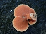 Pycnoporus sanguineus image