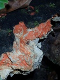 Pycnoporus sanguineus image