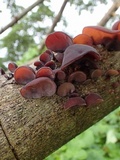 Auricularia fuscosuccinea image