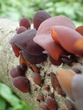 Auricularia fuscosuccinea image