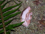 Rhodofomes cajanderi image