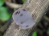 Auricularia nigricans image