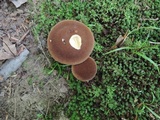 Boletellus chrysenteroides image