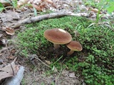Boletellus chrysenteroides image
