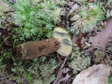 Boletellus chrysenteroides image