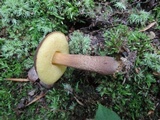 Boletellus chrysenteroides image
