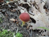 Boletus subfraternus image