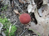 Boletus subfraternus image