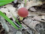 Boletus subfraternus image