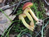 Boletus subfraternus image