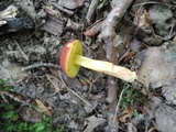 Boletus subfraternus image