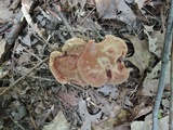 Boletus ferrugineus image