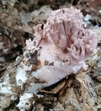 Ramaria fennica image