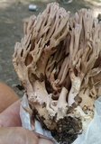 Ramaria fennica image