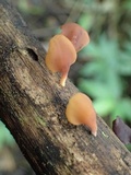 Dacryopinax elegans image