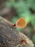 Dacryopinax elegans image