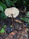 Lentinus velutinus image