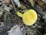Boletus roxanae image