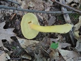 Boletus roxanae image