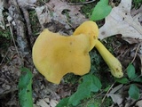 Boletus roxanae image