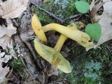 Boletus roxanae image