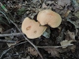 Leccinum insigne image