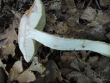Leccinum insigne image