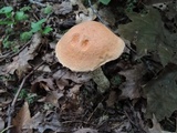 Leccinum insigne image