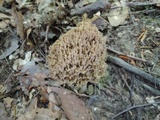 Ramaria fennica image