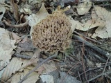 Ramaria fennica image