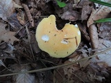 Russula ochraleucoides image