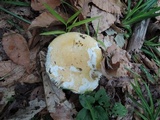 Russula ochraleucoides image