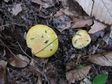 Russula ochraleucoides image