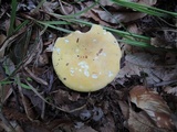 Russula ochraleucoides image