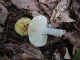 Russula ochraleucoides image