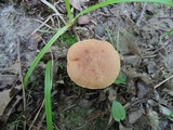 Aureoboletus innixus image