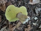 Boletus variipes var. fagicola image