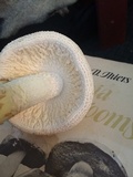 Amanita ravenelii image
