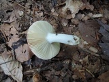 Russula rubescens image