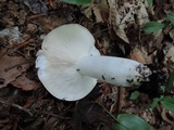 Russula variata image