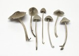 Mycena leptocephala image